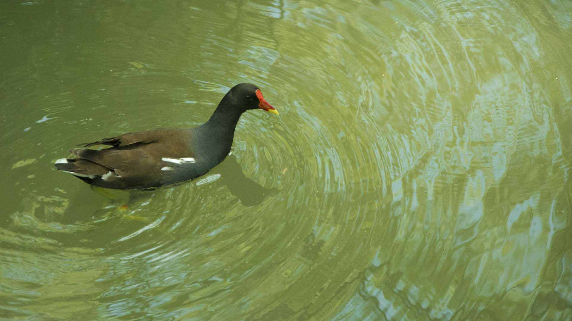 Puerto Villamil | Gallinule | Galapagos Islands