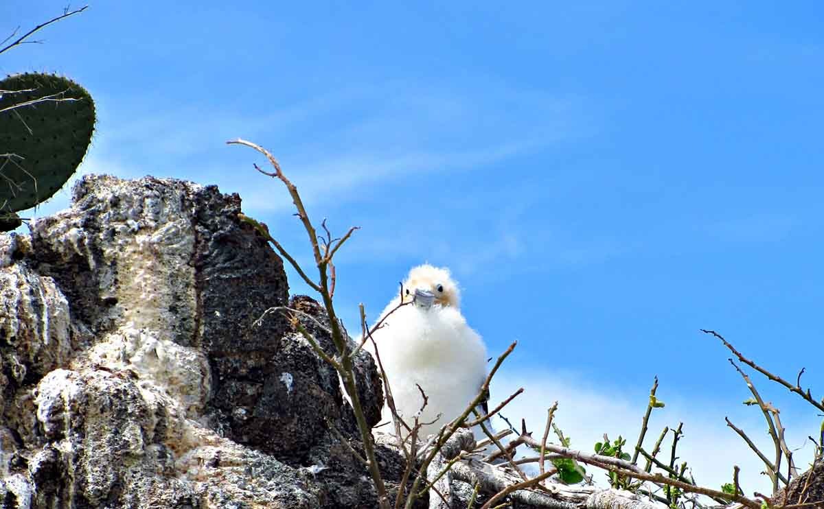 Genovesa Island