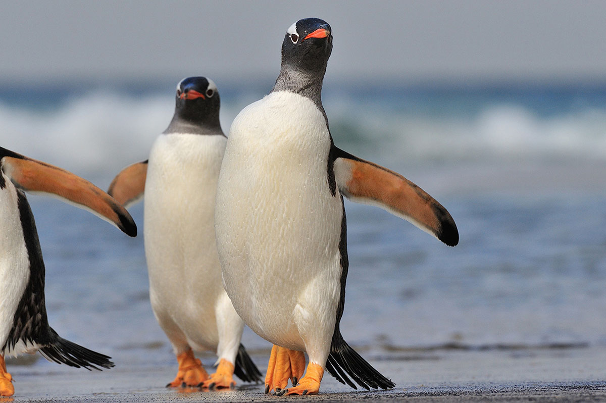 Saunders Island | Falkland | Gentoos Penguins