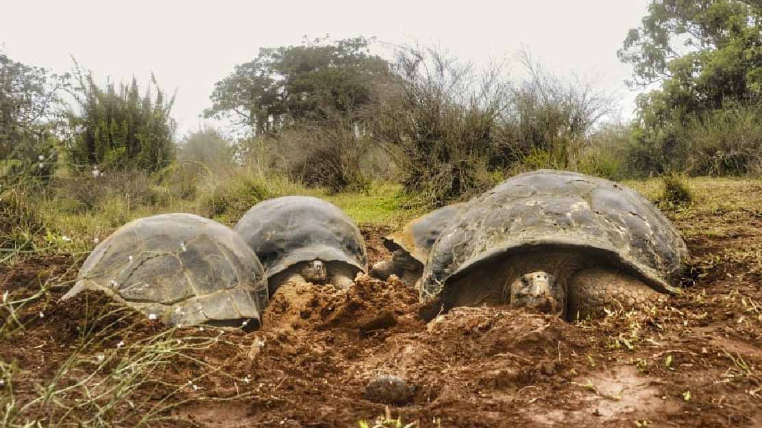 Vocano Alcedo | Giant tortoise | Galapagos Islands | South America Travel