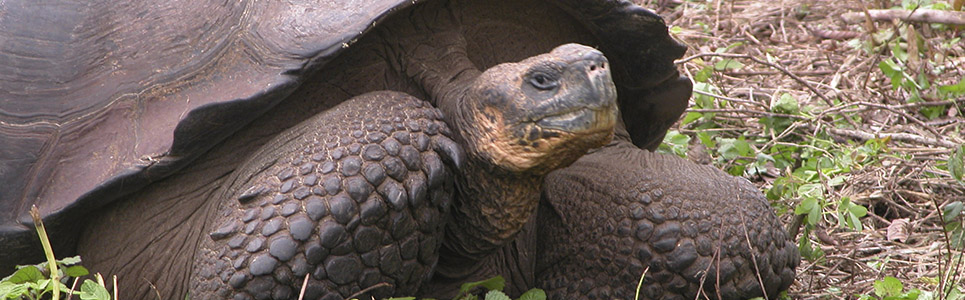  Galapagos | Alleged Extinct Tortoise Specie Rediscovered in Galapagos