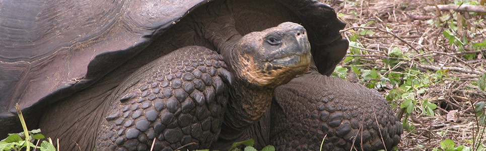 Alleged Extinct Tortoise Specie Rediscovered in Galapagos