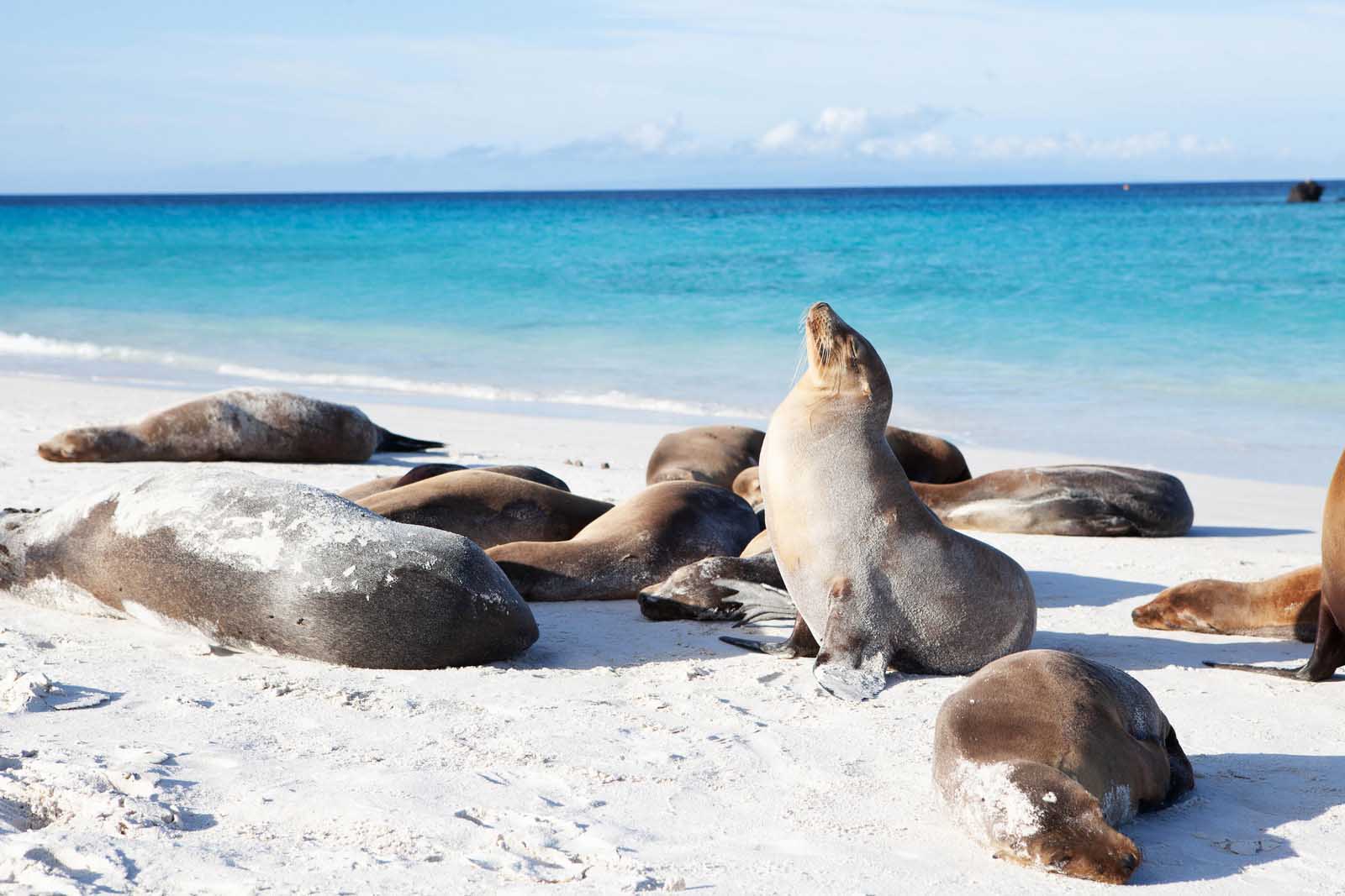  Galapagos | Exploring the Enigmatic Galapagos Sea Lions: 9 Fascinating Insights