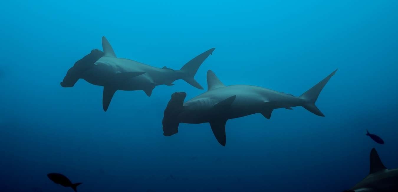 Caleta Tortuga Negra | Hammerhead sharks | Galapagos Islands | South America Travel