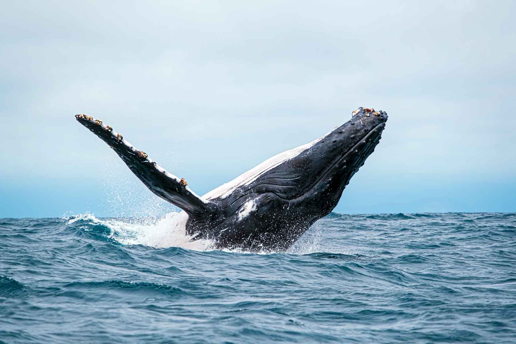 Ecuador | Unveiling Ecuador’s Underwater Wonders: Humpback Whales