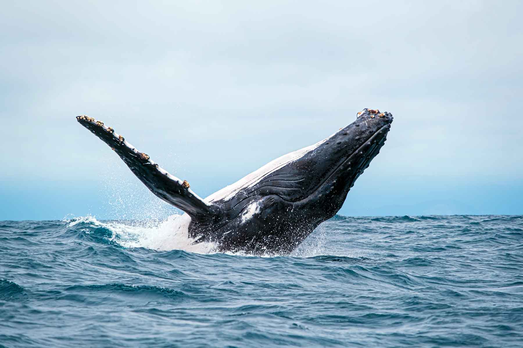 Unveiling Ecuador’s Underwater Wonders: Humpback Whales