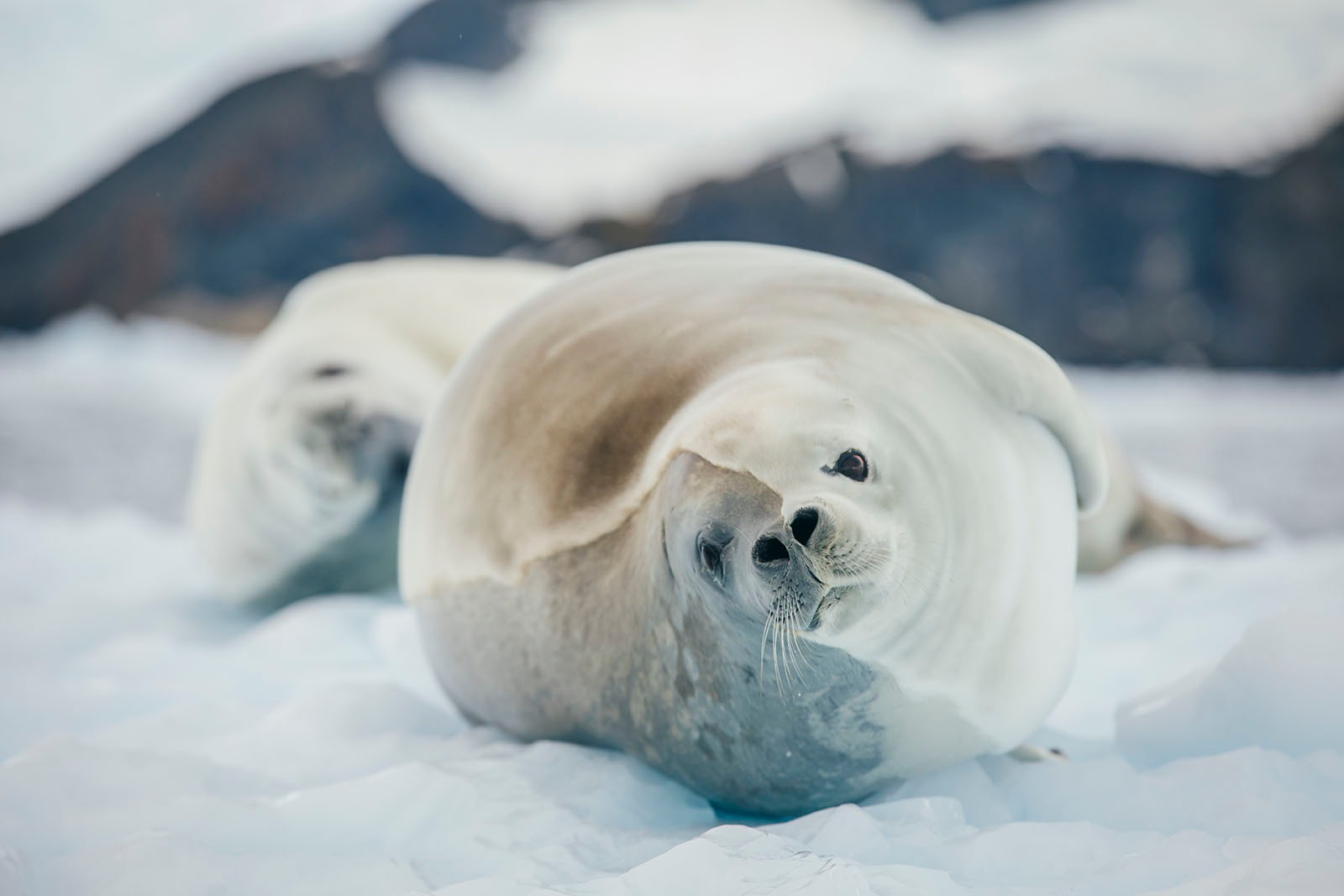 Seal | Antarctica