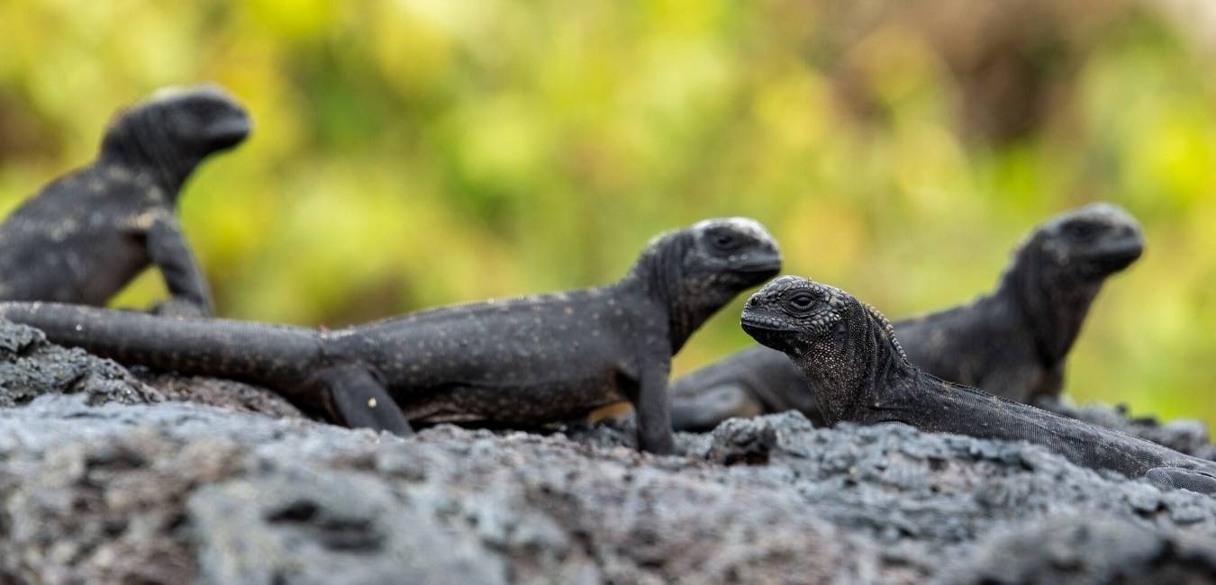 Galapagos sea iguanas