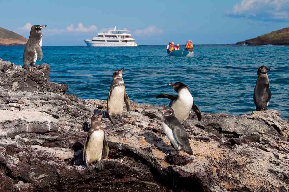 Isabela Island | Galapagos Penguins