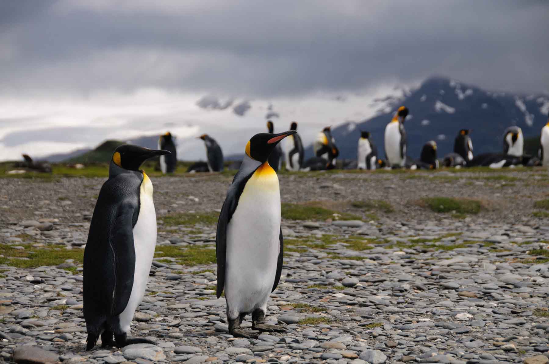 Falklands, South Georgia, and Antarctica: Explorers and Kings