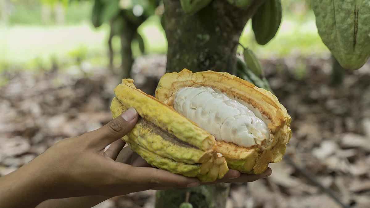 Sensory Experiences: The finest chocolate in the world | South America ...