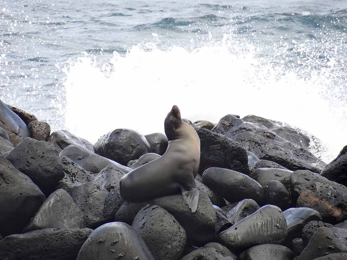 La Loberia | Santa Cruz Island