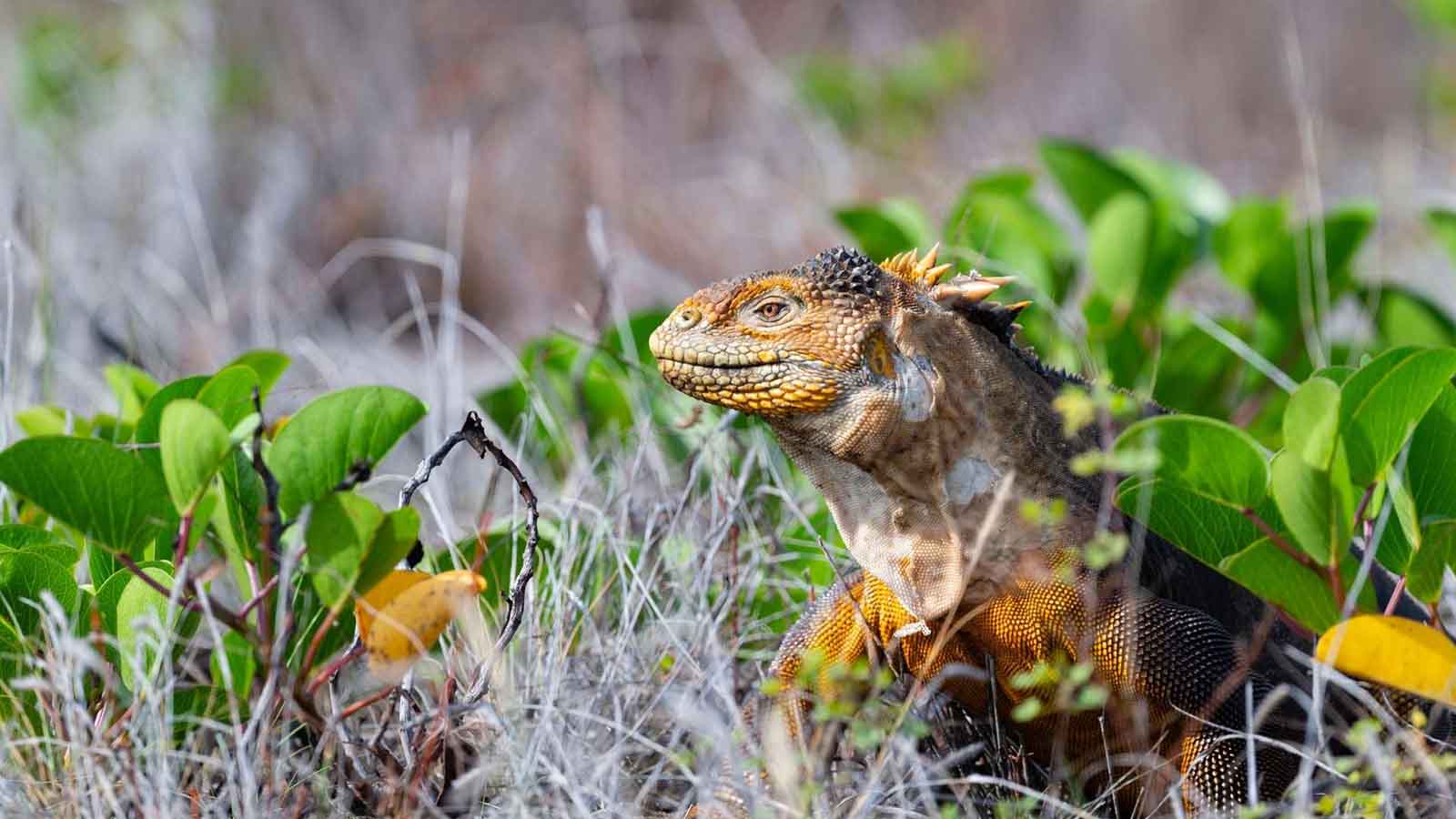 Galapagos 5 days cruise on board the Ocean Spray North and Central islands