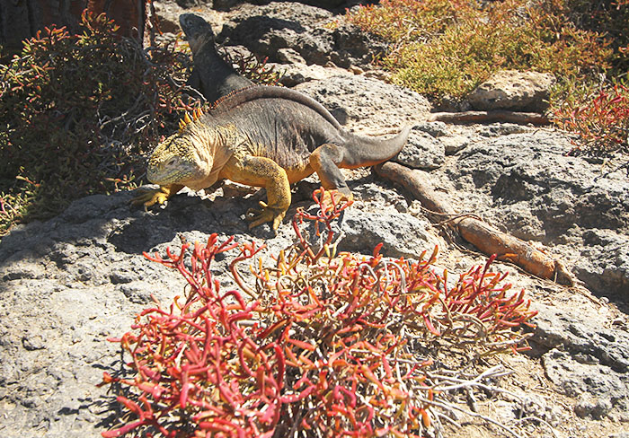 Land Iguana