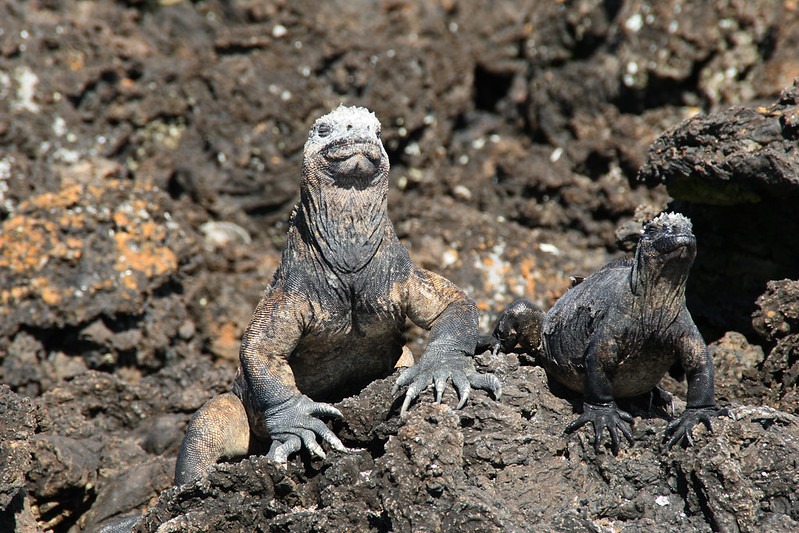 Las Tintorenas | Galapagos