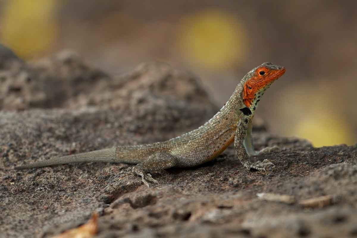 Punta Pitt | Lava Lizard | Galapagos Islands