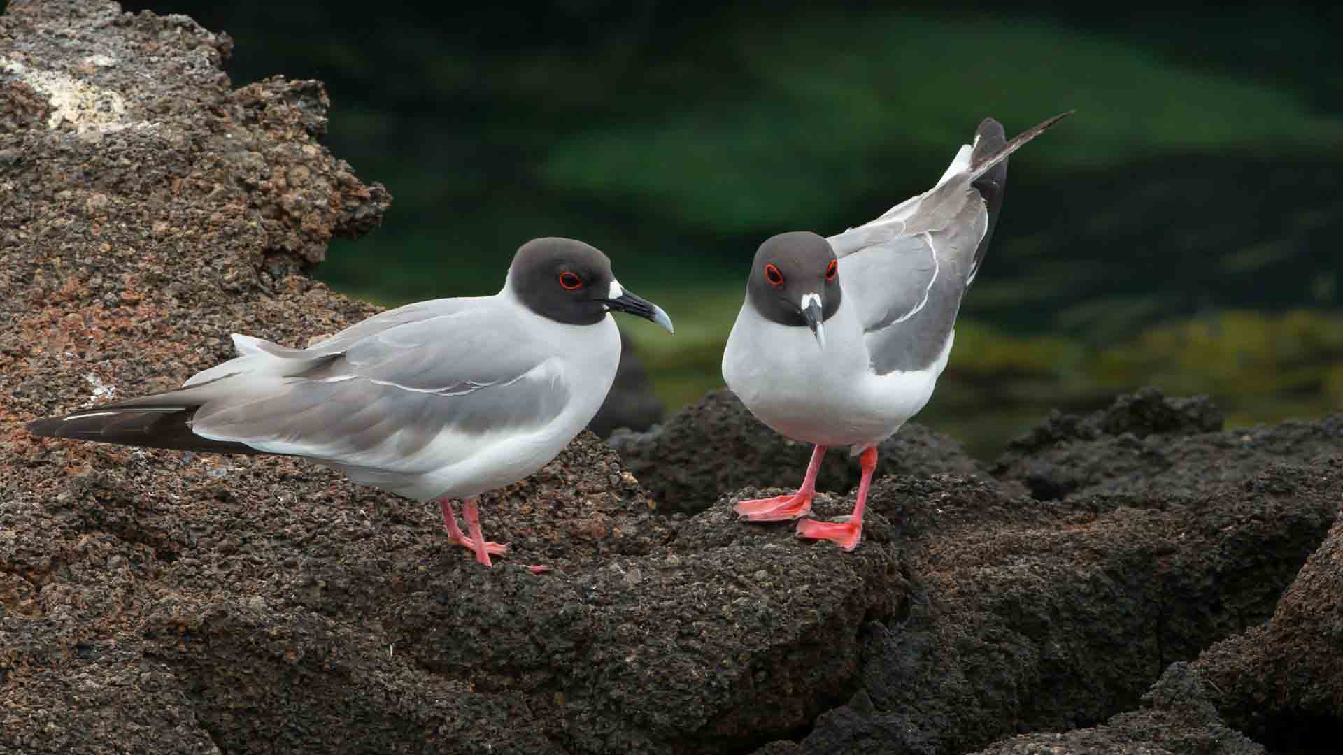 Galapagos Central and North Islands cruising vacation