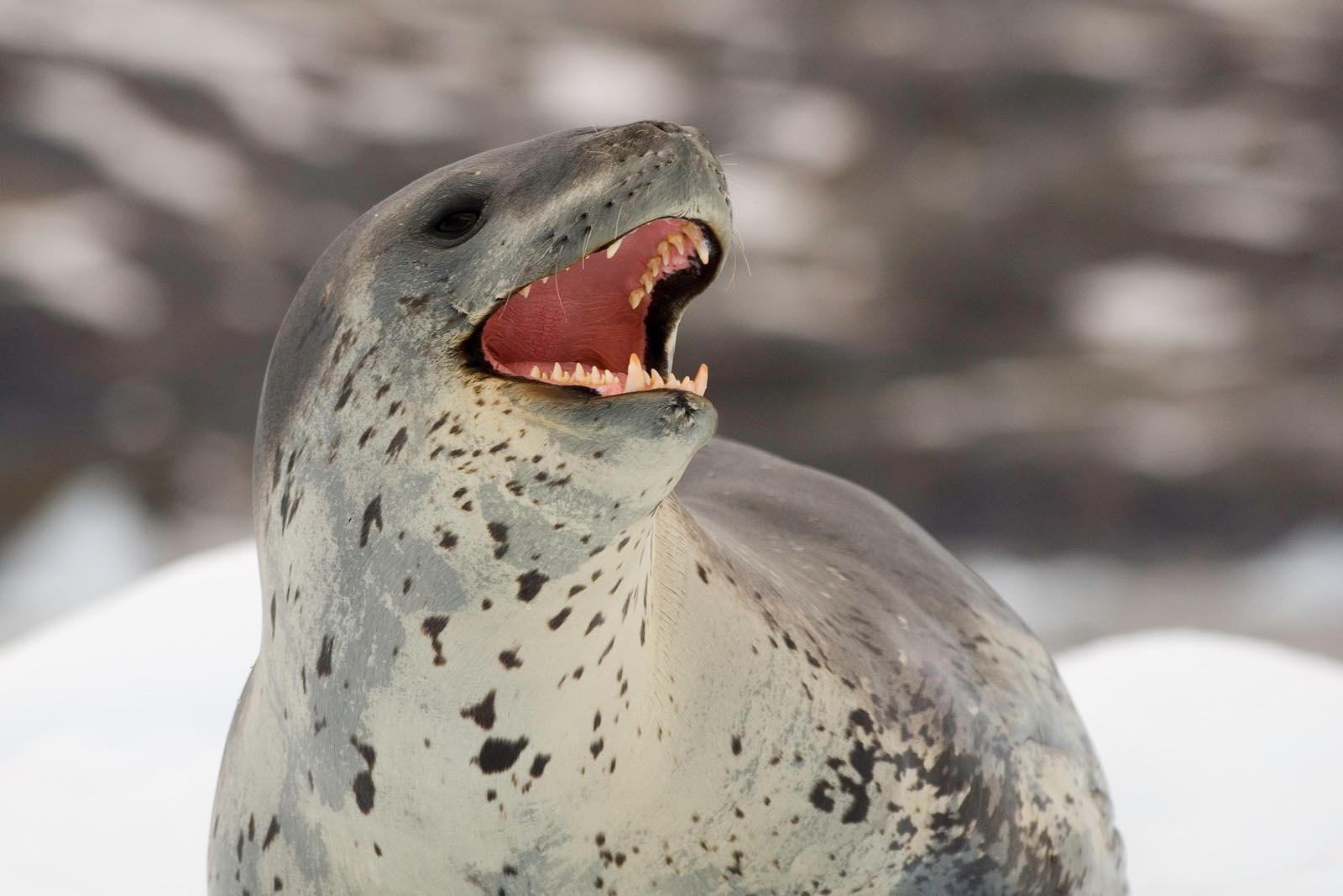 Journey To The Antarctic circle