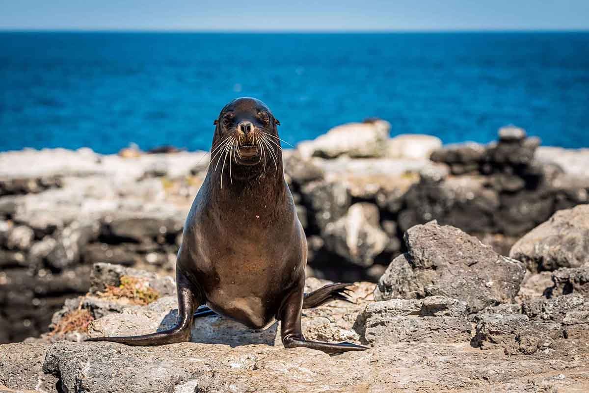 Lobos Island | Galapagos Islands | South America Travel