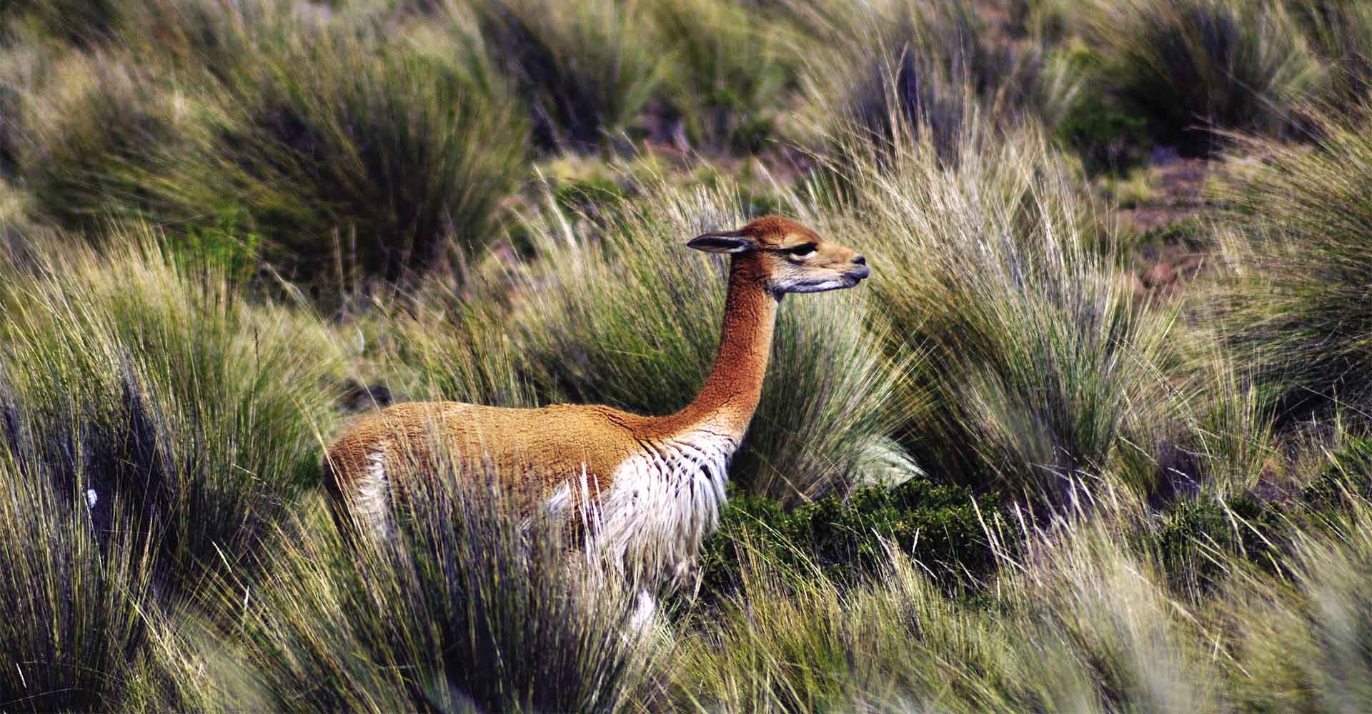 Short Inca Trail Hike To Machu Picchu Tour