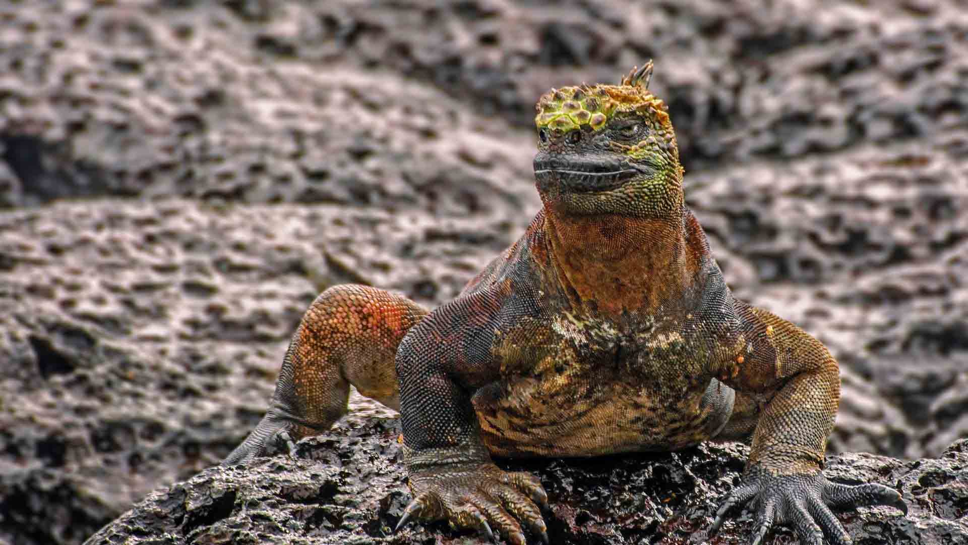 4 night boat tour visiting 5 islands in the Galapagos archipelago 