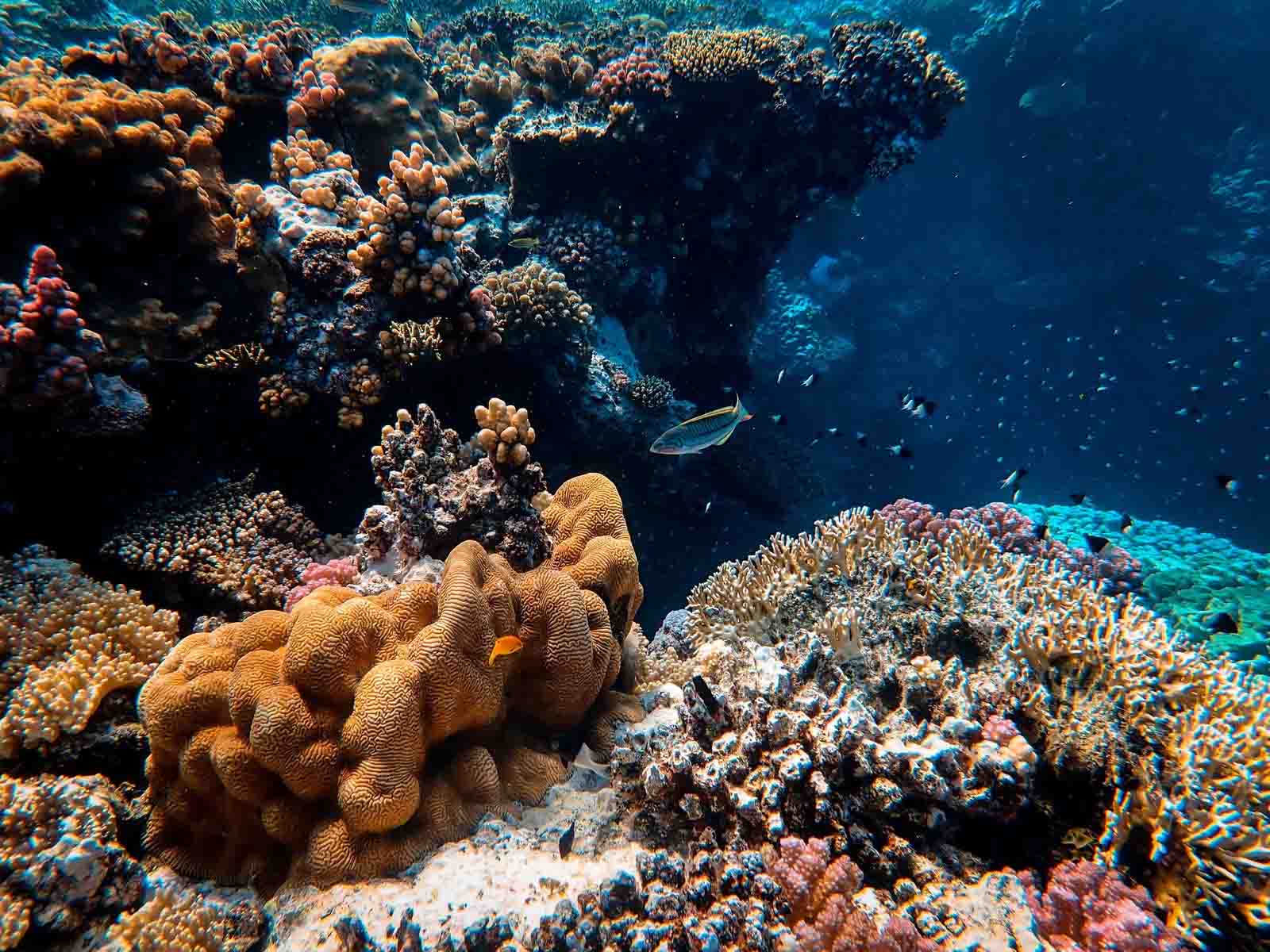  Galapagos | Protect the marine life of the Galapagos Islands