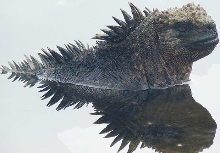 Marine iguana Galapagos islands