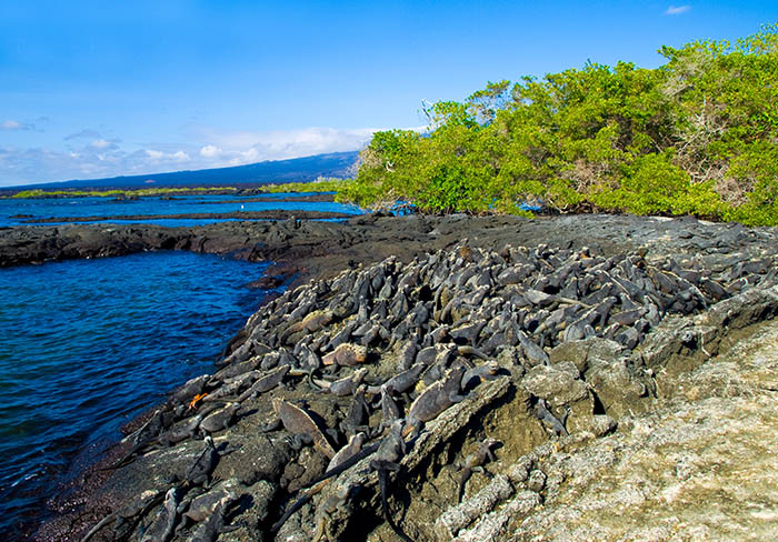 Marine iguanas Galapagos islands