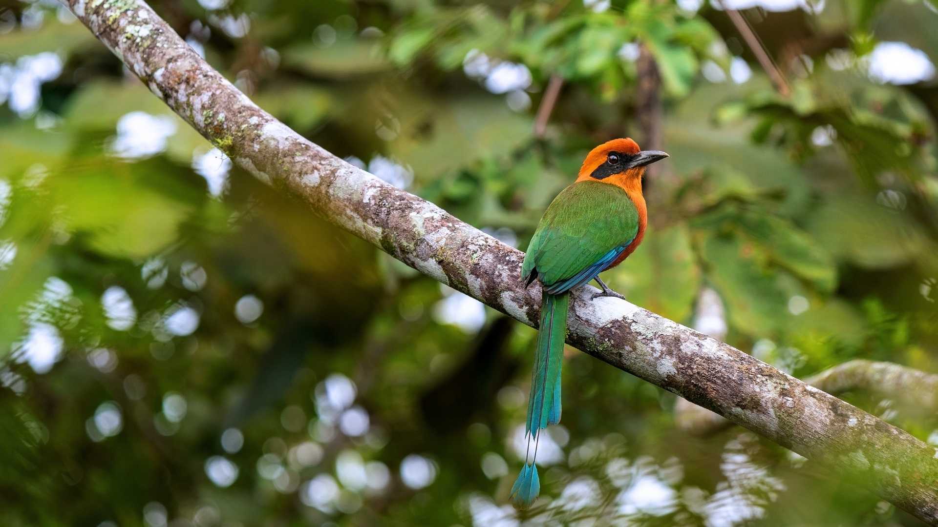  Ecuador | A travelers guide to Mindo - not only birds and butterflies!