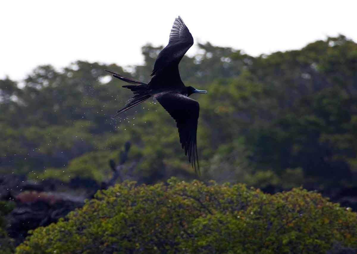 Itinerary West Galapagos Islands