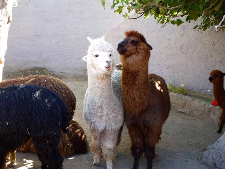 Visit Mundo Alpaca | Peru