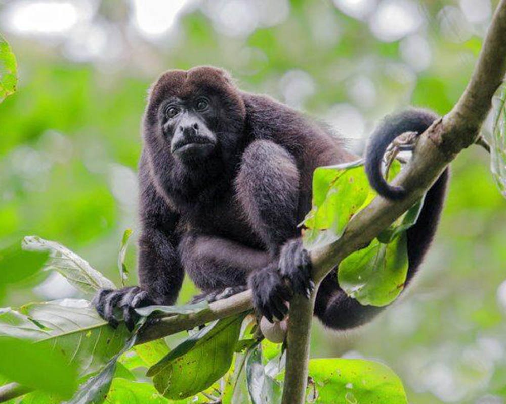 Premium Amazon Tour at Napo Wildlife Center - Ecuador