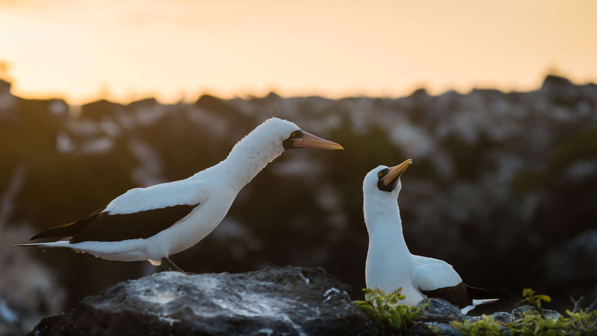 Punta Vicente Roca | Nazca boobies | Galapagos Islands | South America Travel