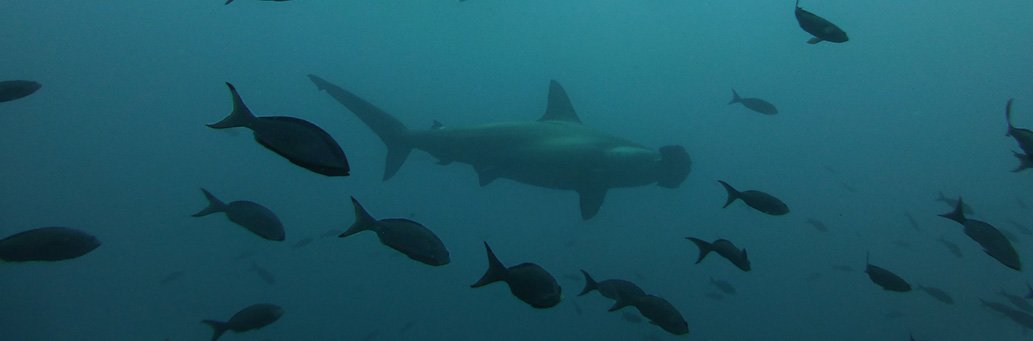  Galapagos | New Hammerhead Shark Breeding Area Found
