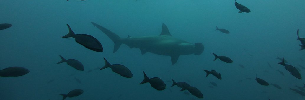 New Hammerhead Shark Breeding Area Found