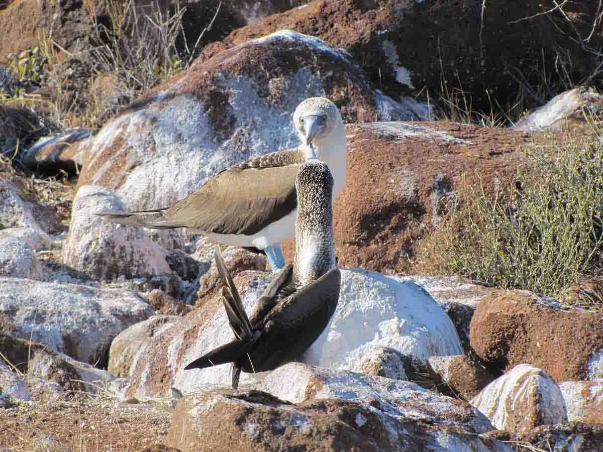 Blue Footed | North Seymour | South America Travel