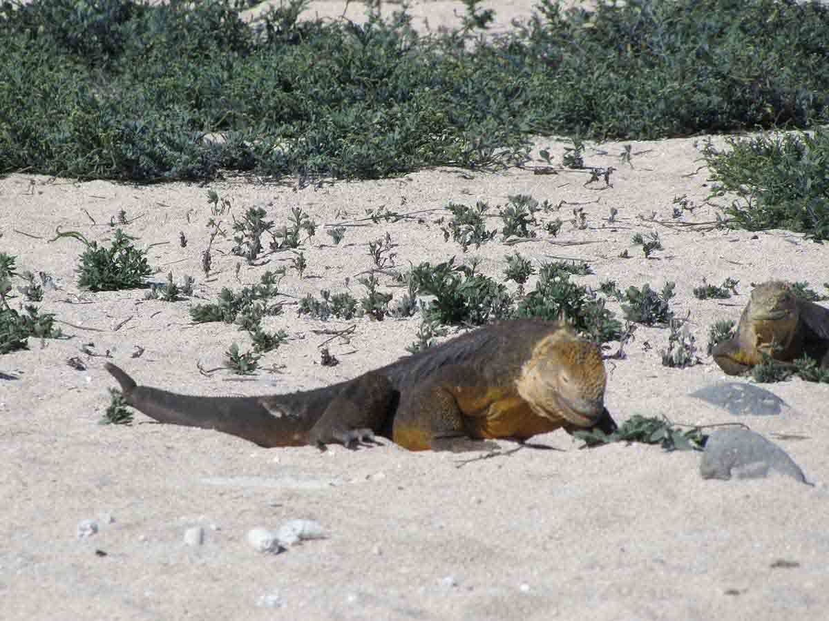 North Seymour Island