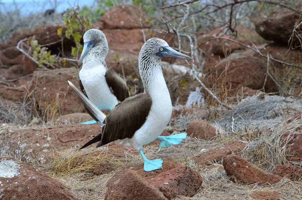 Galapagos 5 days cruise on board the Ocean Spray North and Central islands