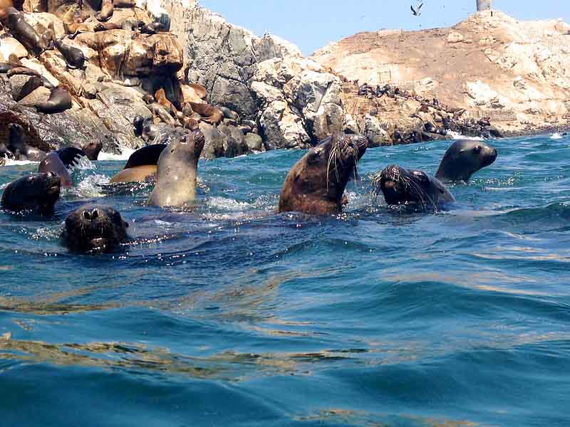 Swim with Sea Lions at Palomino Island | Peru