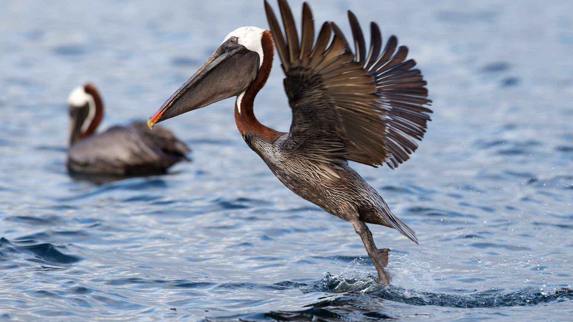 Galapagos diving cruise