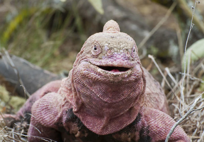 Pink iguana Galapagos