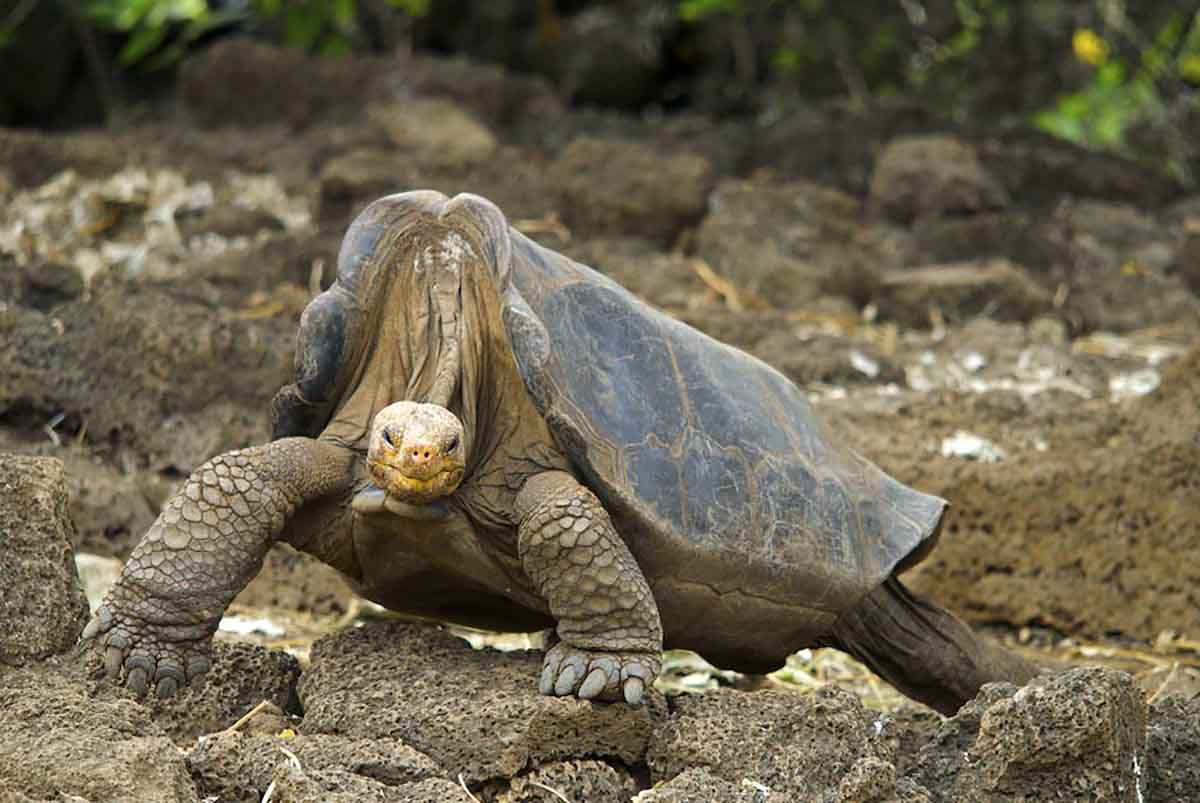 Pinta | Galapagos Island