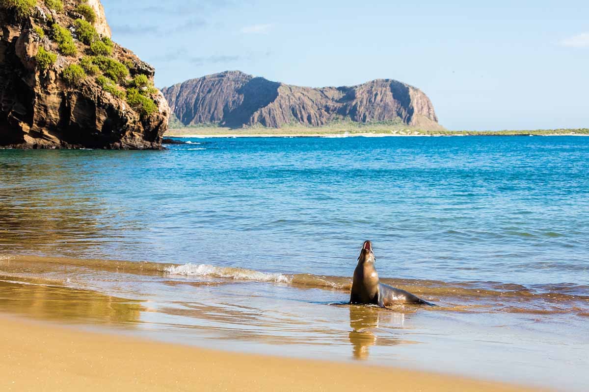 Pitt Point | Galapagos