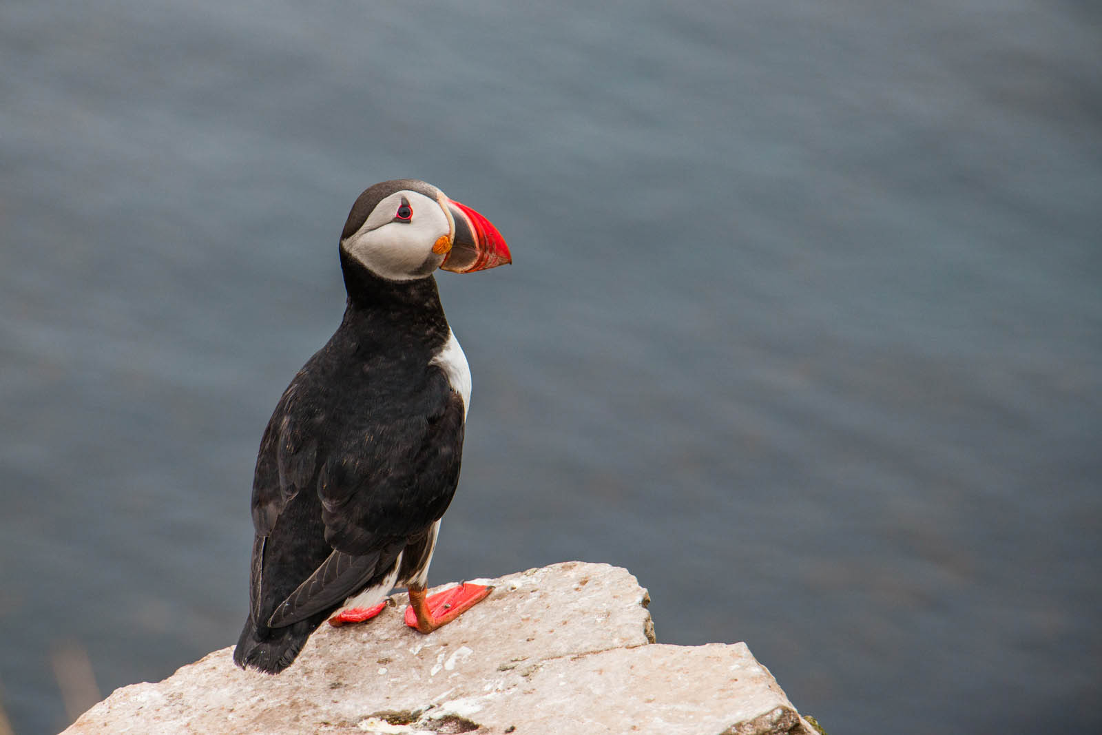 Grimsey | Iceland |  Antarctica