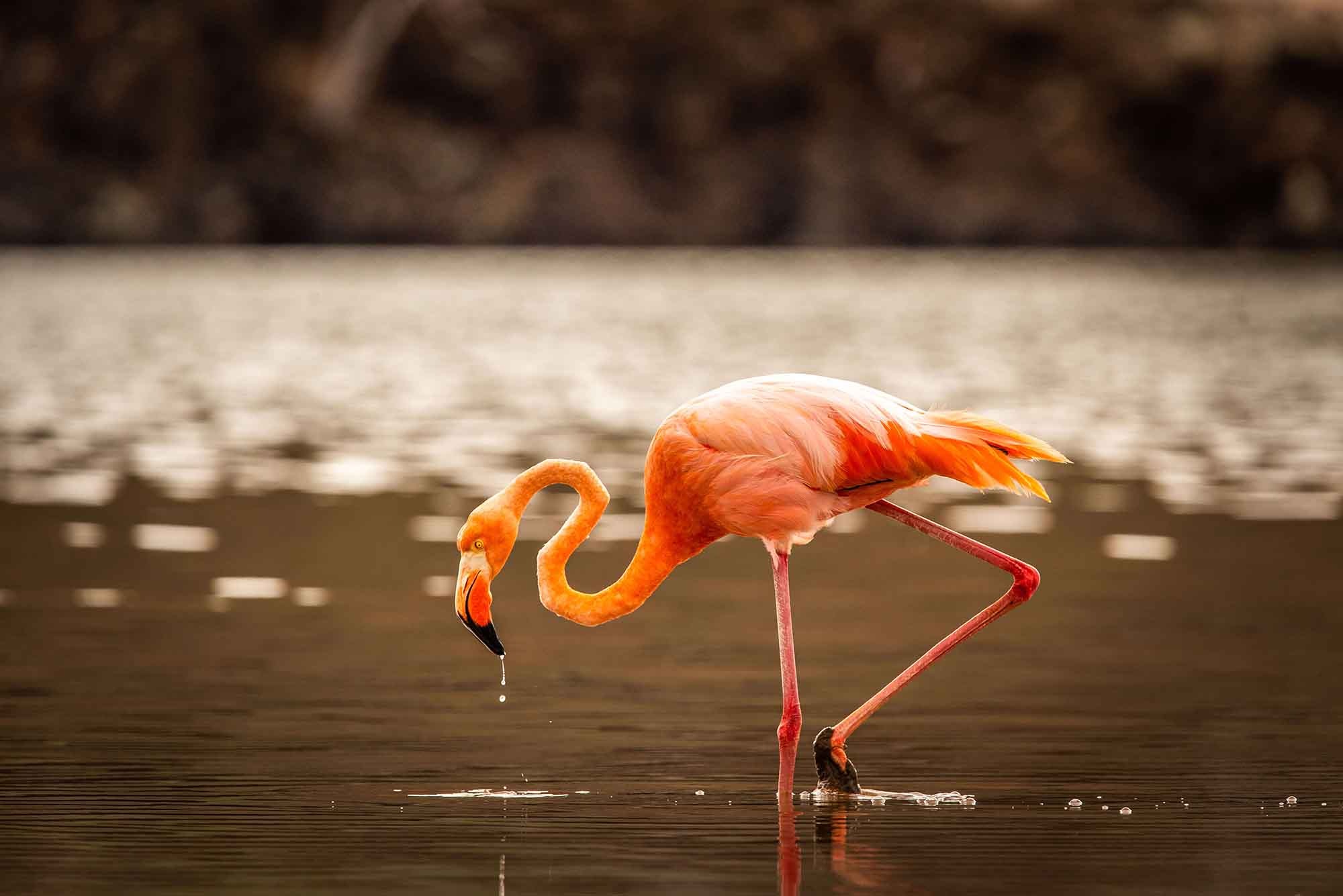 Expedition trip in Galapagos on board the M/Y Grace South and Central Islands