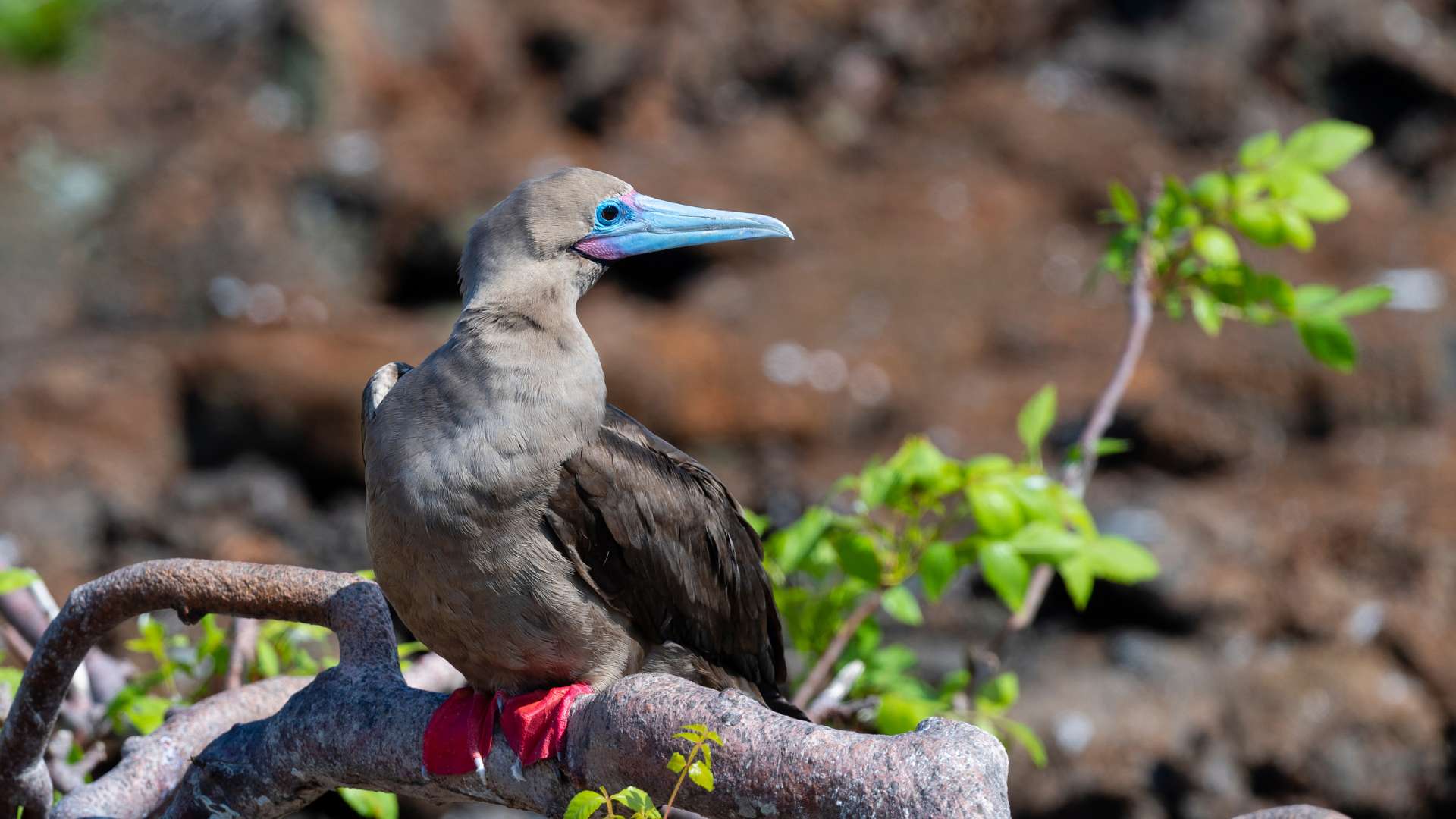 Punta Pitt | Red footed boobies | Galapagos Islands | South America Travel