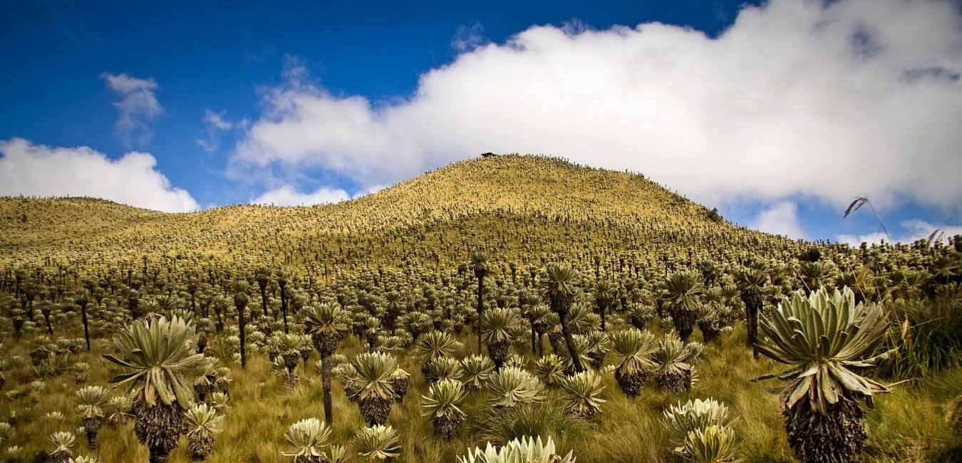 Galapagos, Amazon & Andes