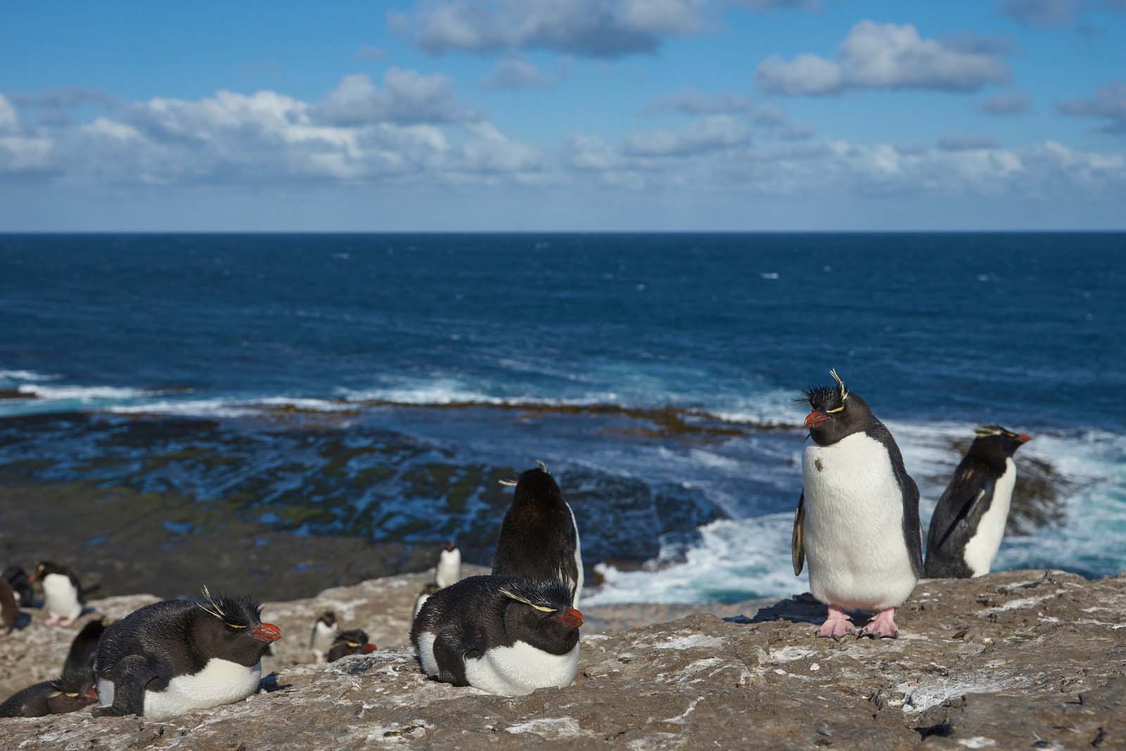 Antarctica & Falkland Expedition