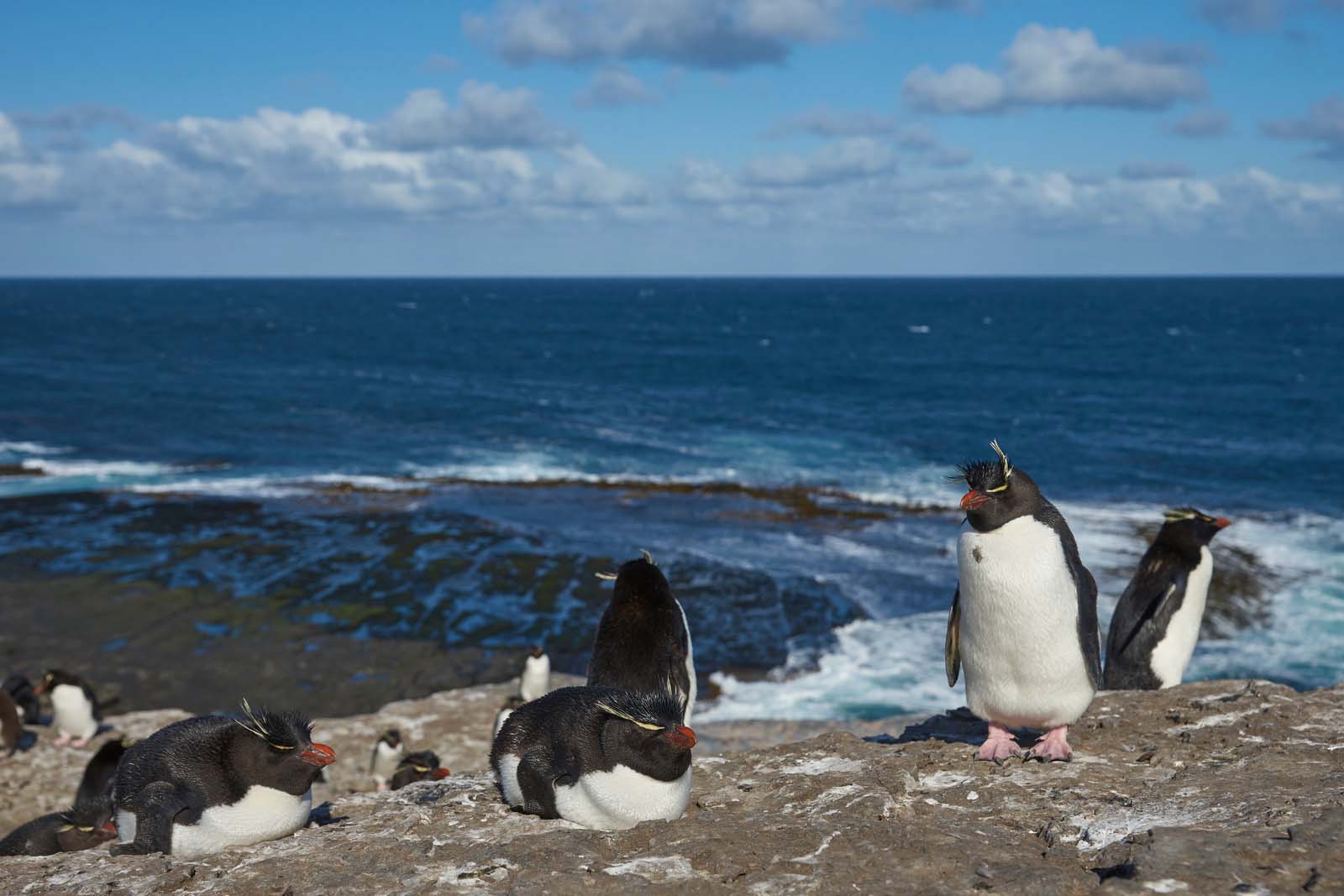 Bleaker Island | Falkland | Rockhopper Penguins