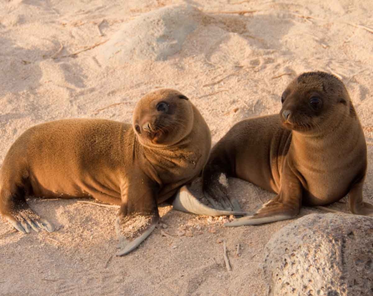  San Cristobal Island | Sea Lions